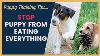 Dog Training Tips For Puppies That Eat Everything